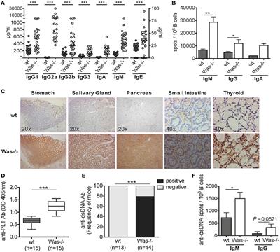 In Vivo Chronic Stimulation Unveils Autoreactive Potential of Wiskott–Aldrich Syndrome Protein-Deficient B Cells